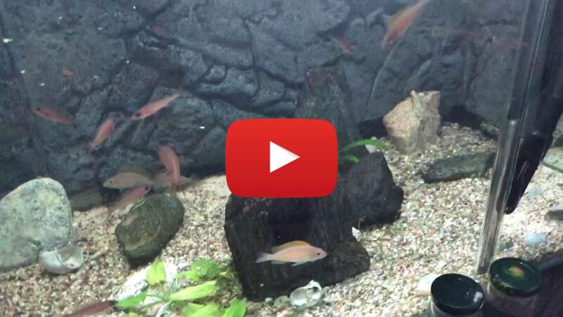 Video ojyaXUhkYNc abspielen