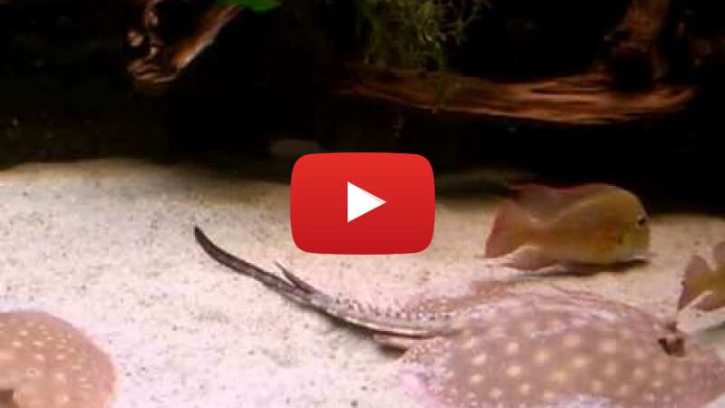 Video okSg_VP-PIM abspielen