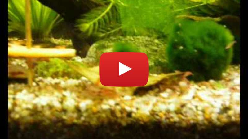 Video omILlDtlAuA abspielen