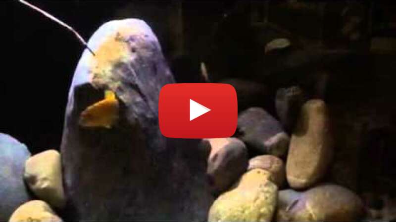 Video onztK2IBIOA abspielen