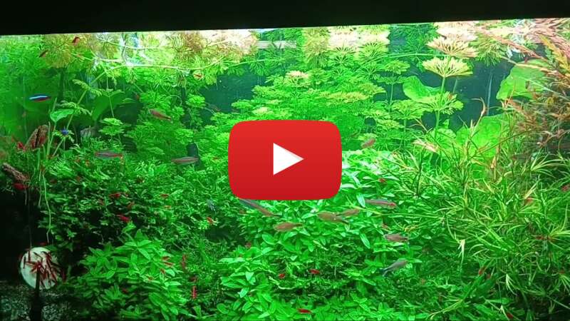 Video ooGgyvg5Jc8 abspielen