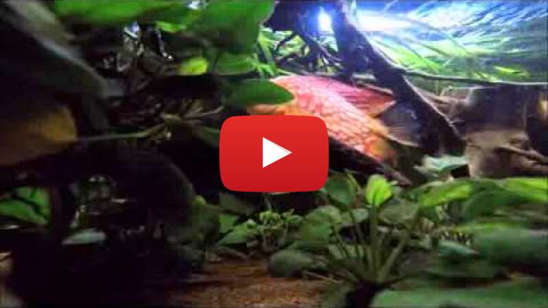 Video ooR87kJPO4M abspielen