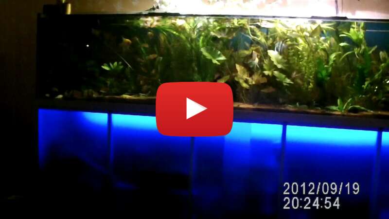 Video opuH91r_0x8 abspielen