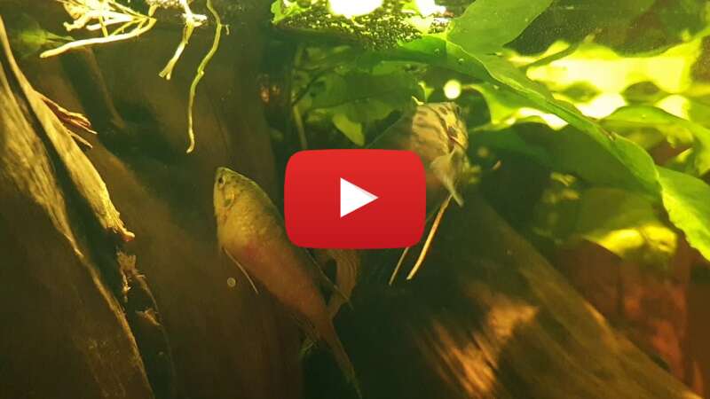 Video oq62CipVMAo abspielen