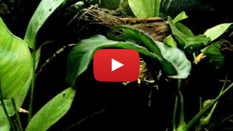 Video oq8XmkqC7d8 abspielen