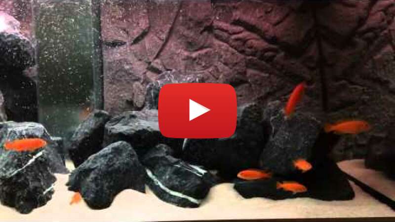 Video oqEoXCvMSfE abspielen