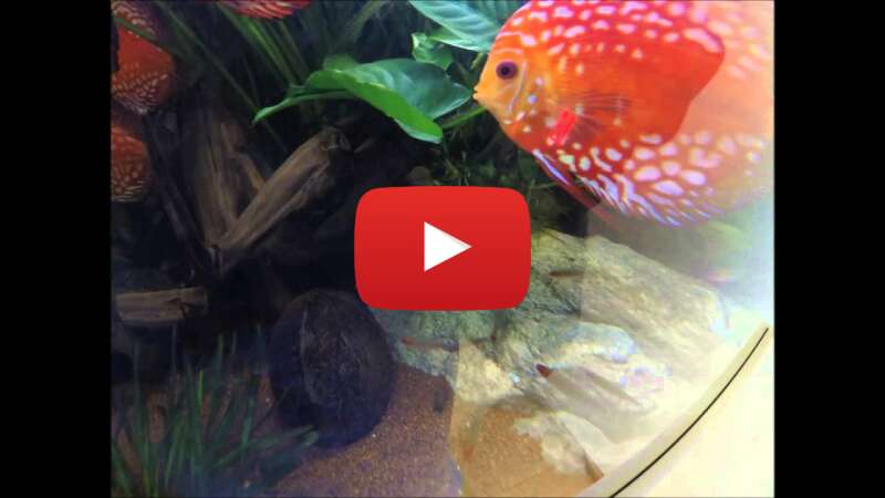 Video orSu-P1gzNk abspielen