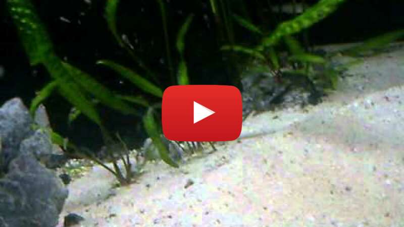 Video ort3EqXem-8 abspielen