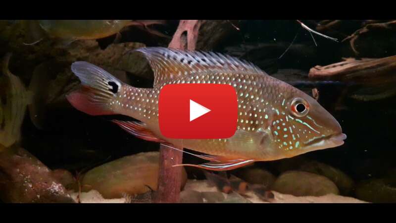 Video owAEgHjFkWQ abspielen