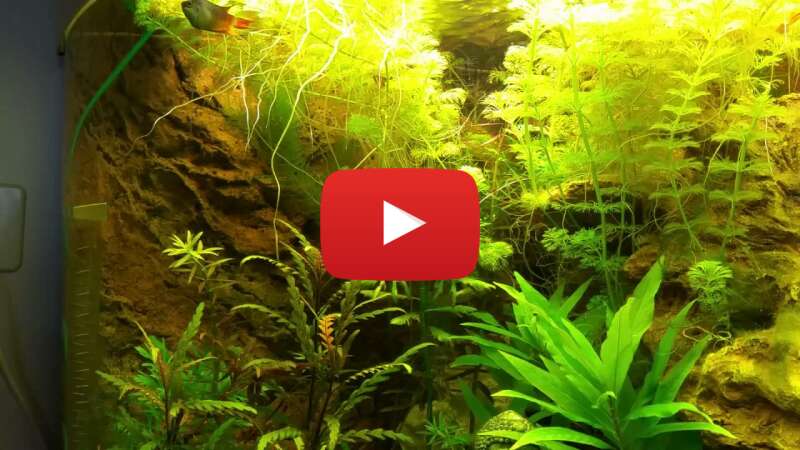 Video p-ECcukzp8k abspielen