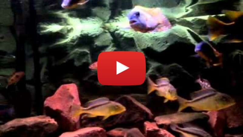 Video p-On74NK09w abspielen