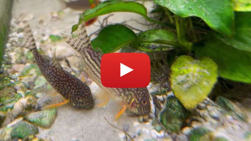 Video p-virzgu2X8 abspielen