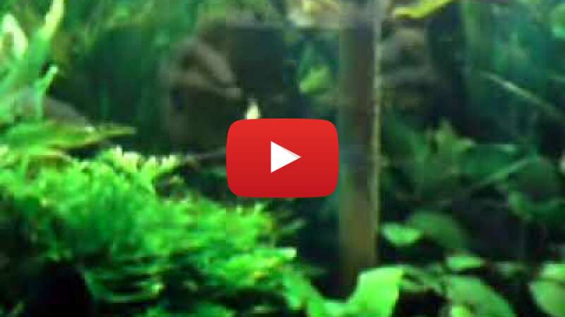 Video p3MpO-I50_o abspielen