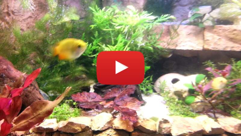 Video p3XduHUNT2I abspielen