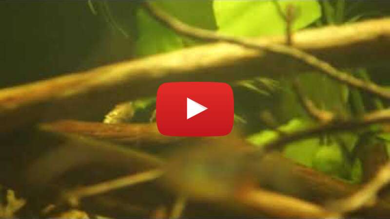 Video p5Li_Vf84BI abspielen