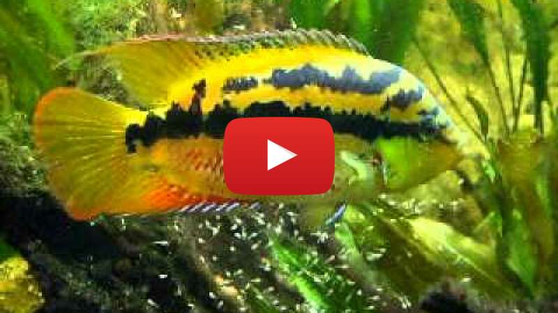 Video p5PBnXX11aw abspielen