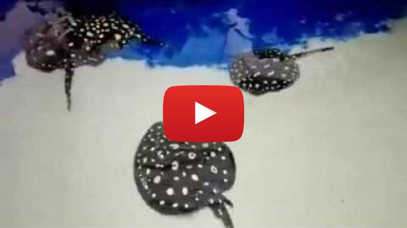 Video p5xiy1N2NpE abspielen