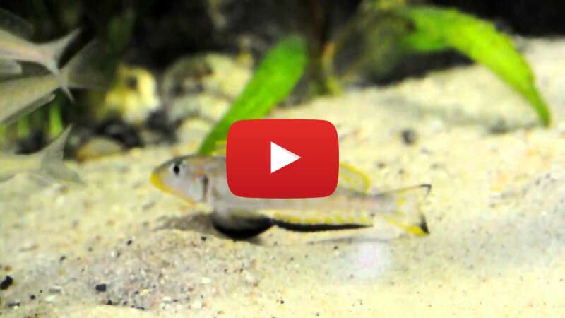 Video pA7XOvPgp2E abspielen