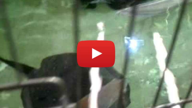 Video pGjmpMZteMQ abspielen