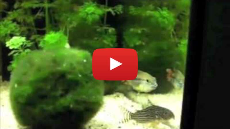 Video pHAiGgDr8dU abspielen