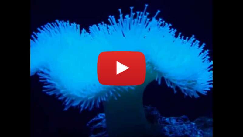 Video pHjik_rUzrQ abspielen