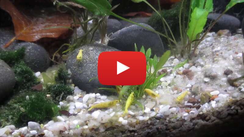 Video pNV86w7jLbE abspielen