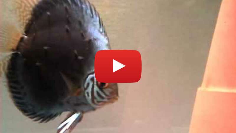 Video pSvmCyWSB-0 abspielen