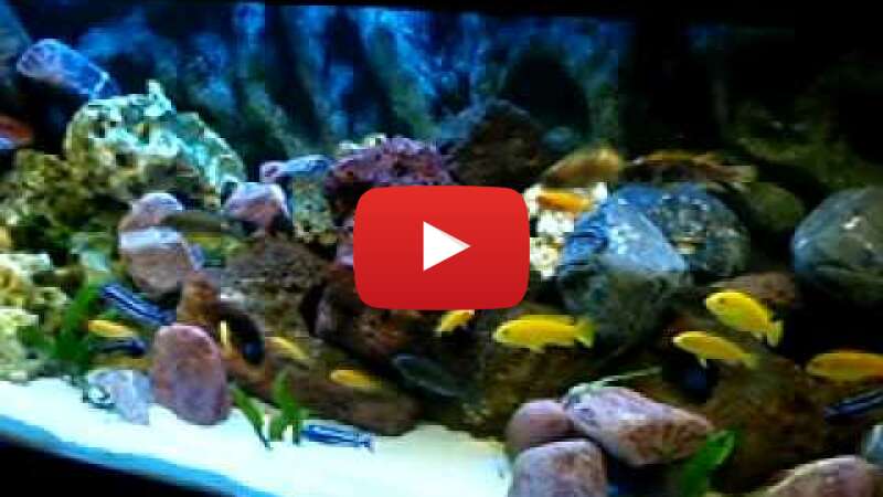 Video pUgf5BMY15A abspielen