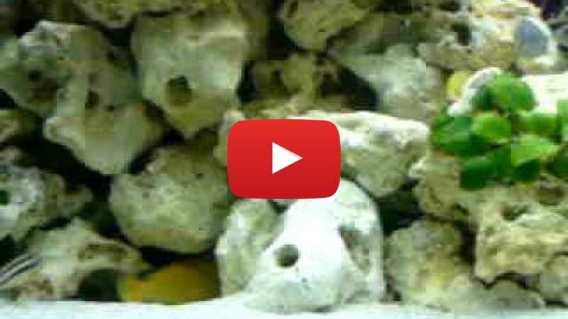 Video pXOktrpZJeg abspielen