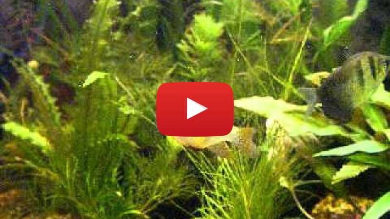 Video pXhh_w34wRw abspielen