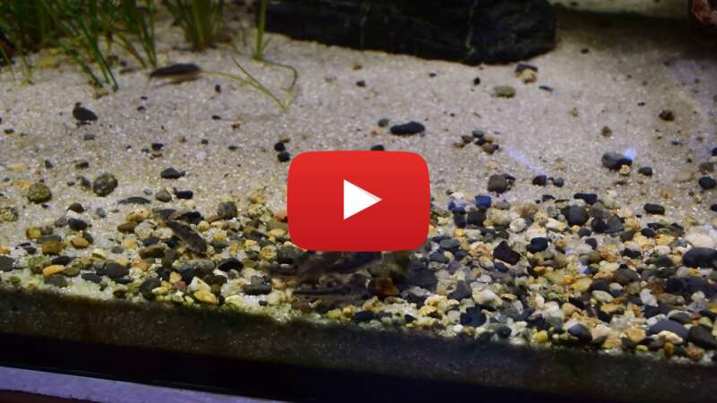 Video pYJmc1pzejI abspielen