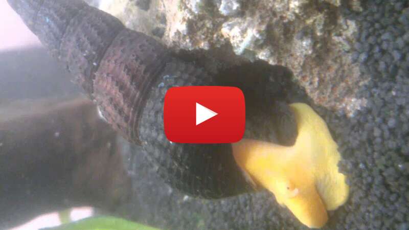 Video pa3W4Q2FWfE abspielen