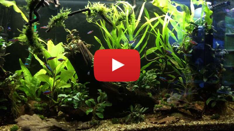 Video payuVt3JUJI abspielen