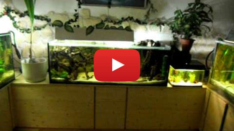 Video pbP6DiFndMA abspielen