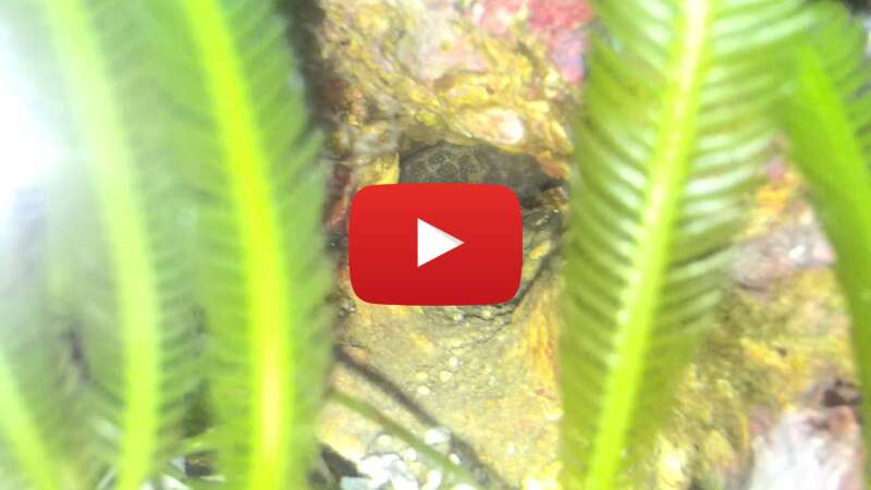 Video pd6nqM21Hq8 abspielen