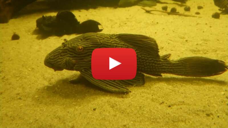 Video pd8WAeza76Q abspielen