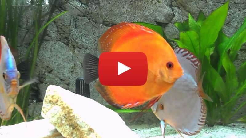 Video pda-zHj_xqw abspielen