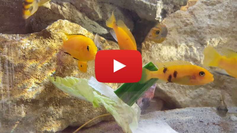 Video peoMYTYMO6k abspielen