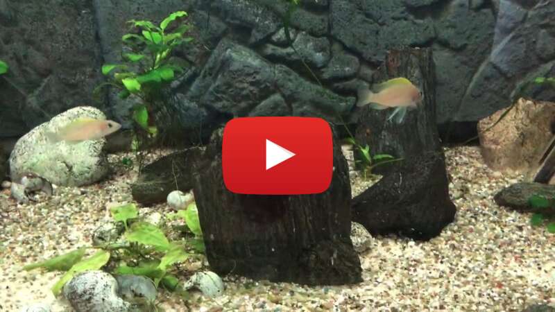 Video pf-p7WJf0bc abspielen