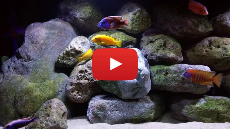 Video pjrMpJYMpO4 abspielen