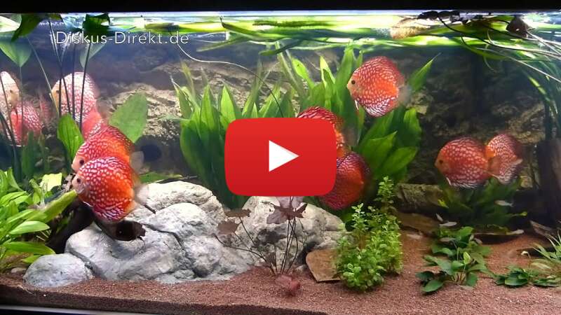 Video puNun13wCAQ abspielen