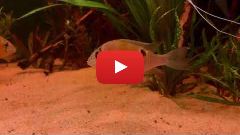 Video puTY_398KxA abspielen