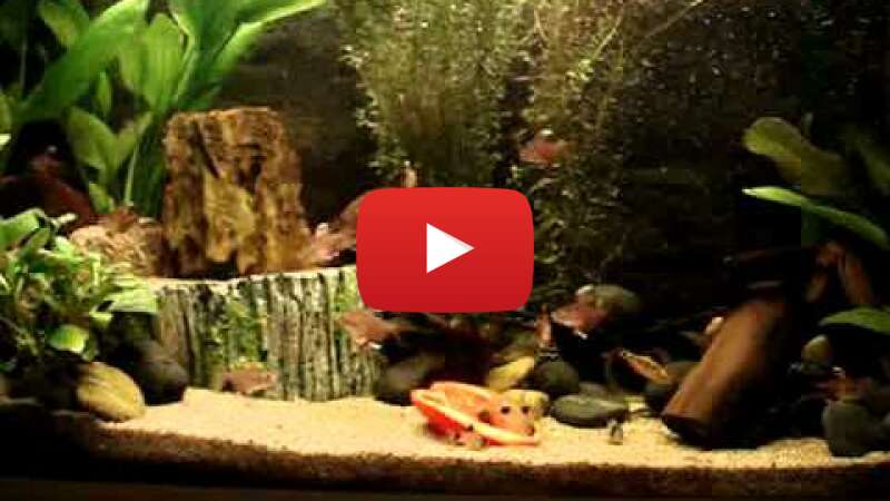 Video pw9haPZPm4w abspielen