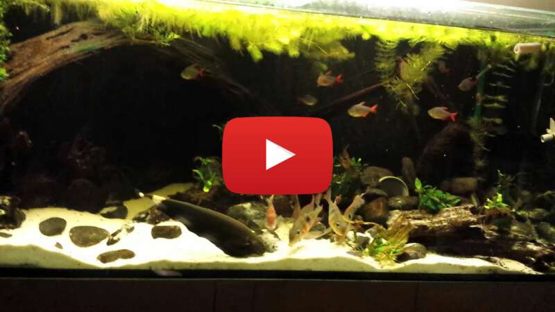 Video pwc_HrEgpLY abspielen