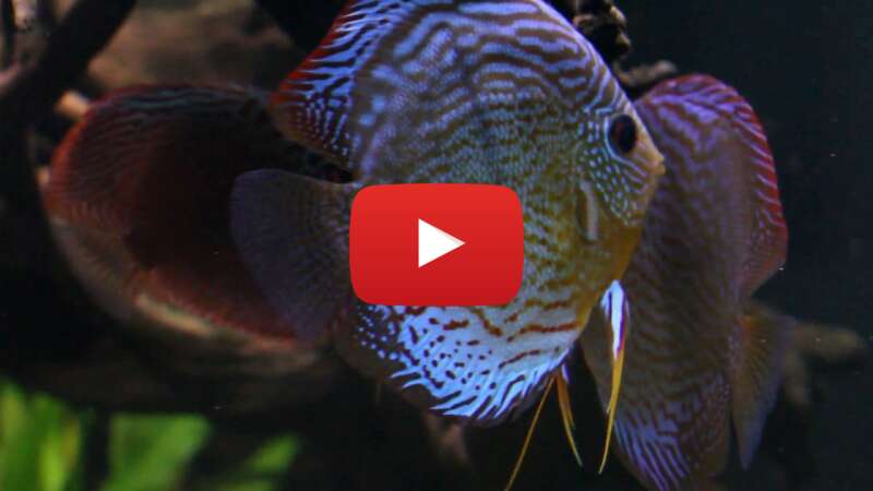 Video pxA8PDH-Pt8 abspielen