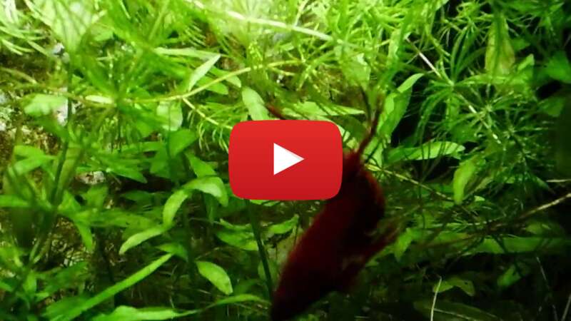 Video pxJwh11ztts abspielen