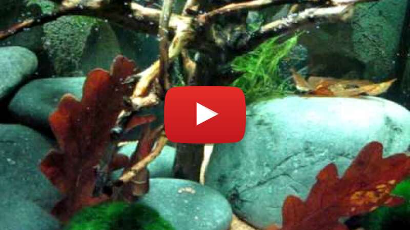 Video py7Qb58vnCU abspielen