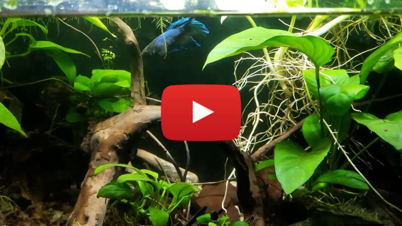 Video q1QCloSNVSY abspielen