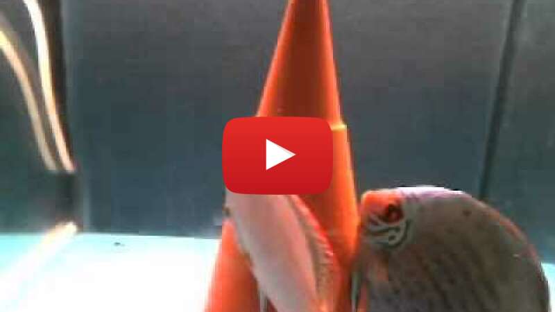 Video q1VZLgSFdNE abspielen