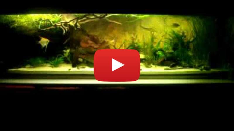 Video qCRxCLIyh-Y abspielen